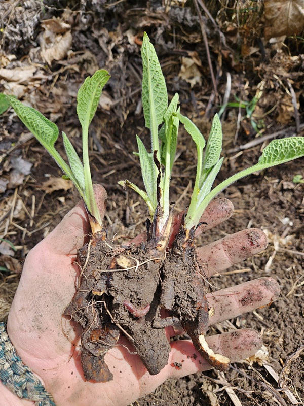 Bocking 14 Comfrey Crowns